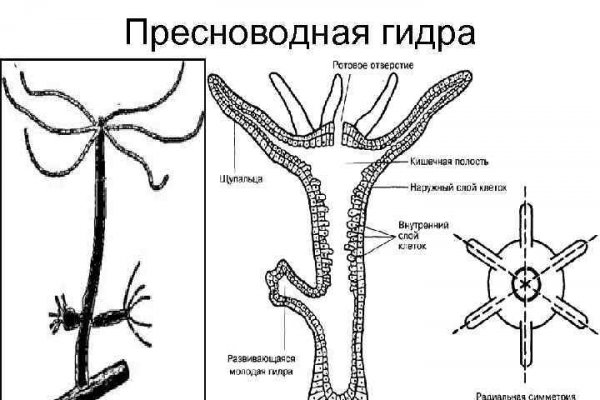 Блэк спрут где взять код аккаунта