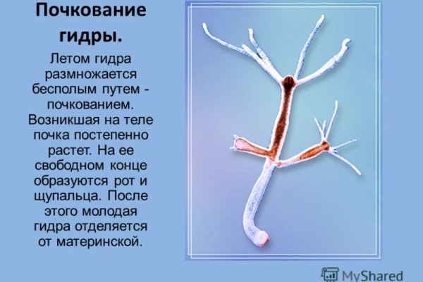 Блэк спрут или мега